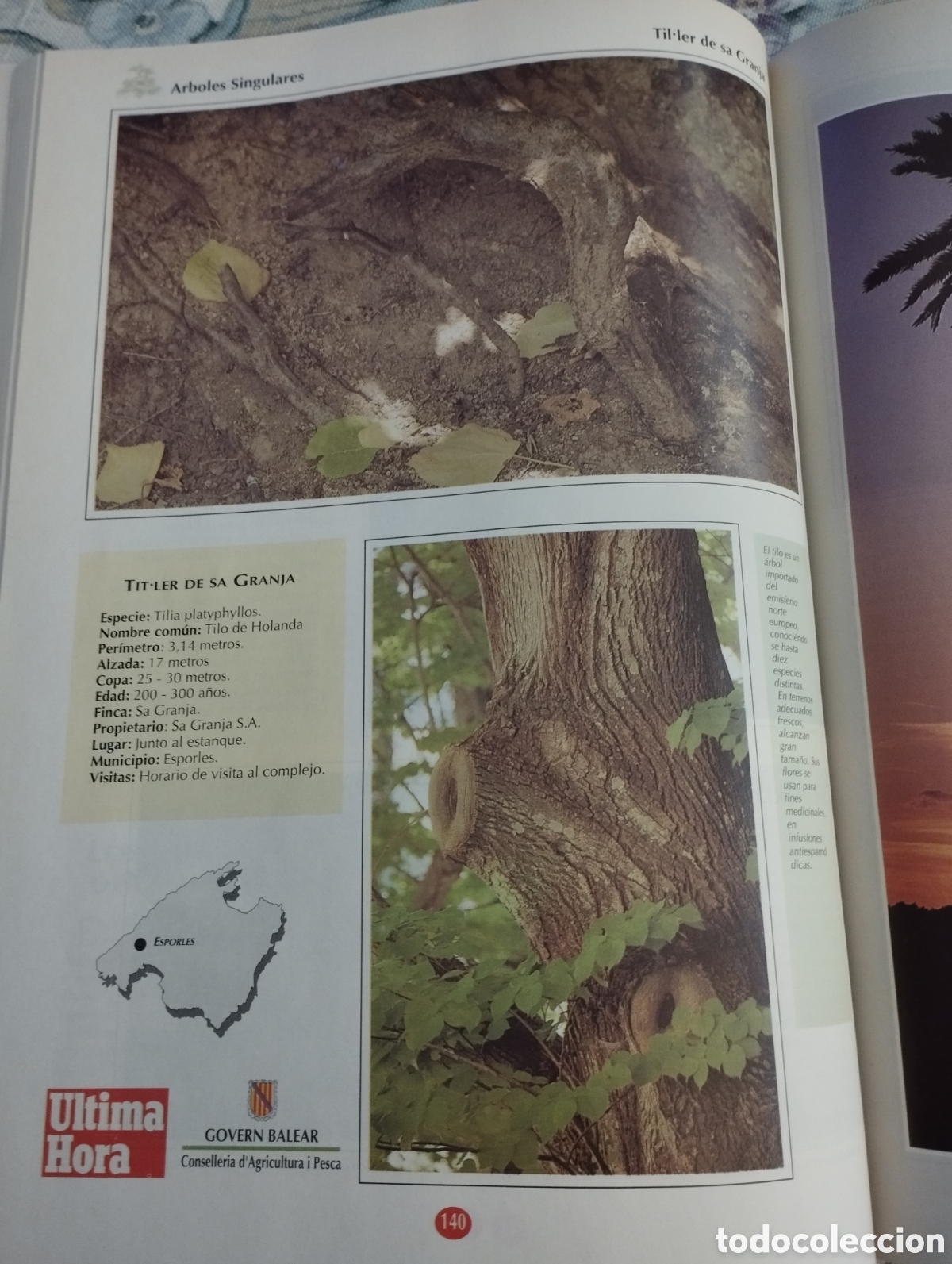 Libros de segunda mano: ARBOLES SINGULARES DE BALEARES (PEP ROIG) - Foto 5