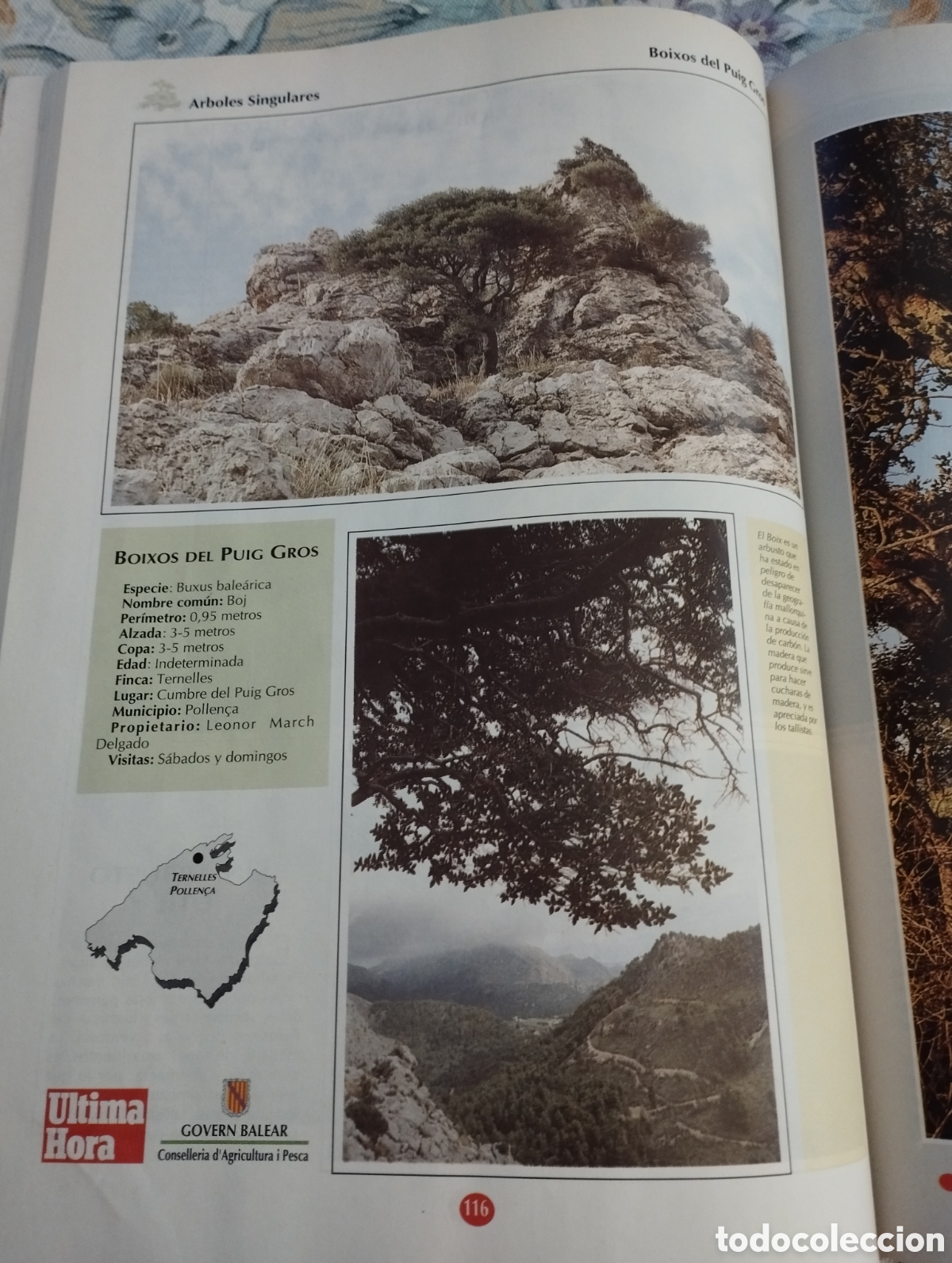 Libros de segunda mano: ARBOLES SINGULARES DE BALEARES (PEP ROIG) - Foto 6