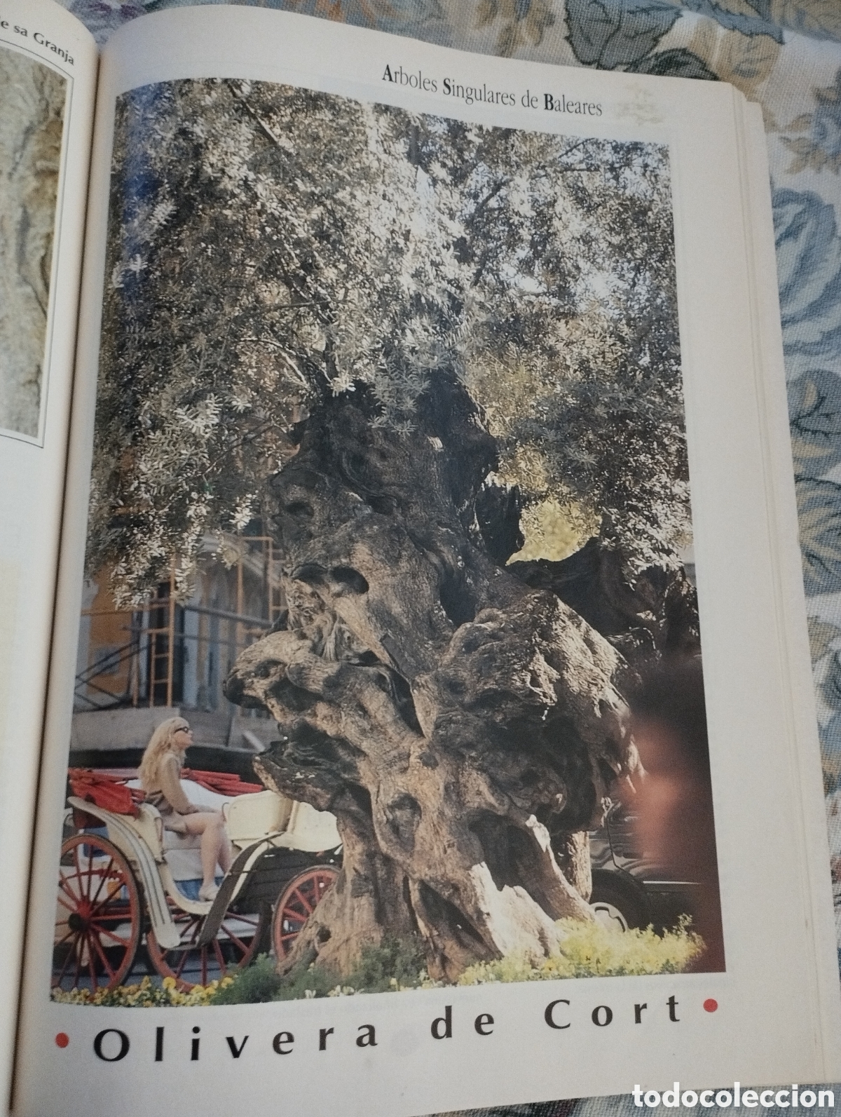 Libros de segunda mano: ARBOLES SINGULARES DE BALEARES (PEP ROIG) - Foto 7