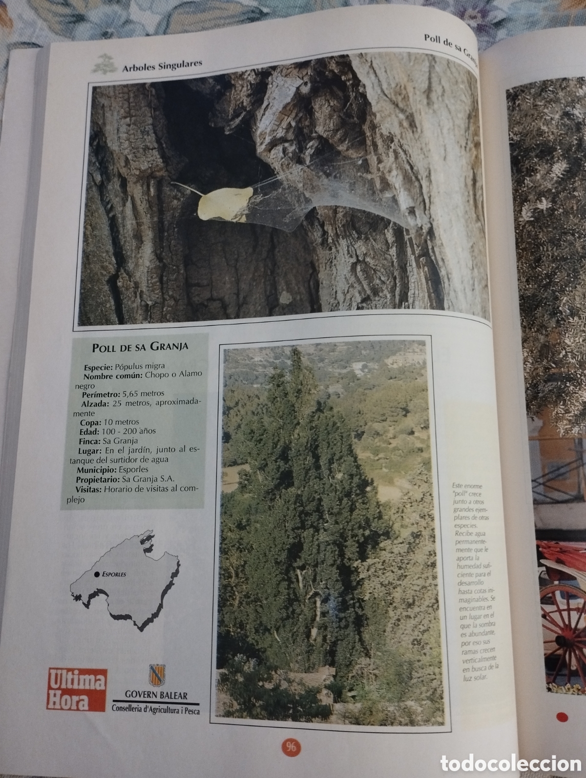 Libros de segunda mano: ARBOLES SINGULARES DE BALEARES (PEP ROIG) - Foto 8