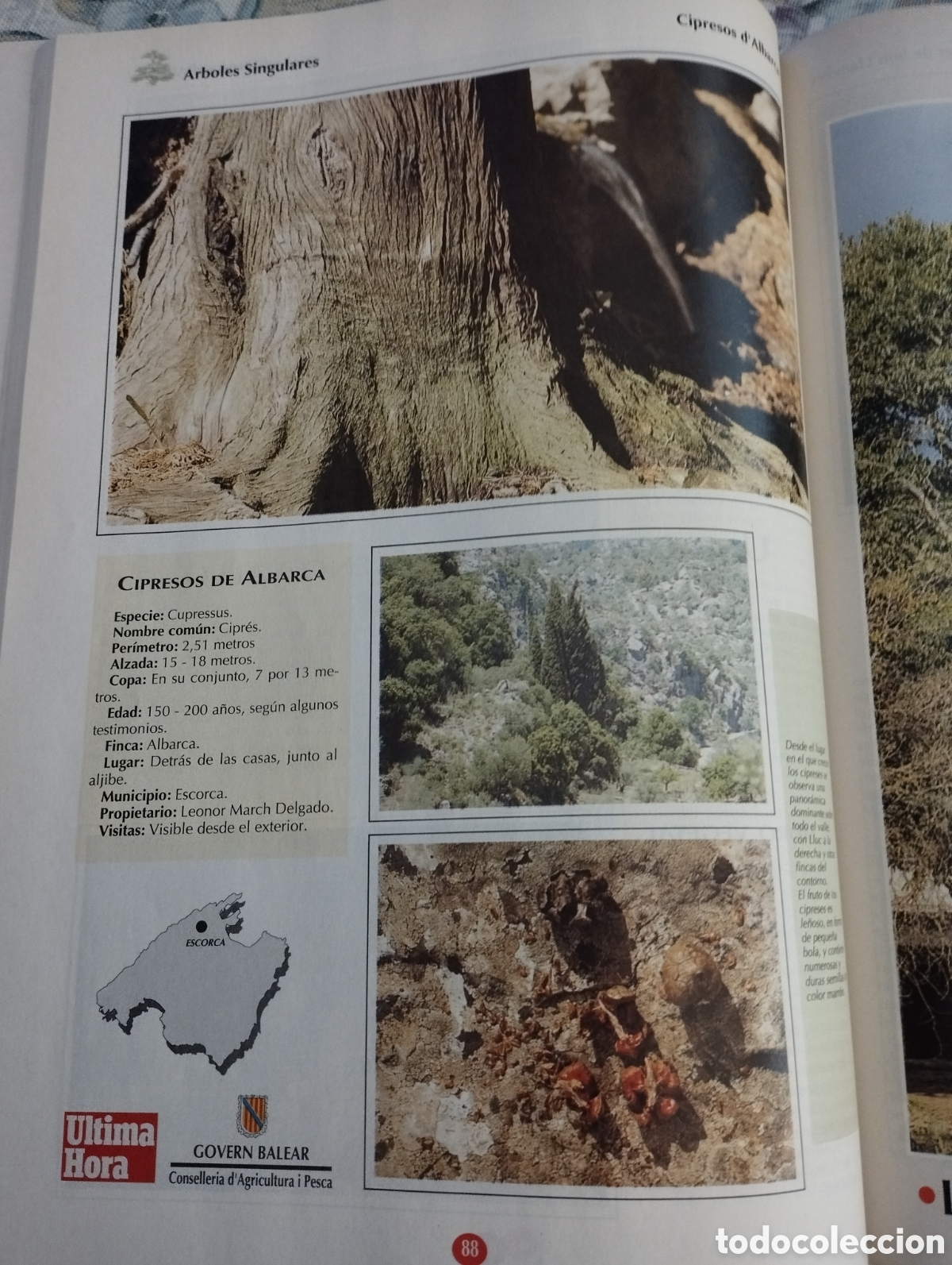 Libros de segunda mano: ARBOLES SINGULARES DE BALEARES (PEP ROIG) - Foto 9