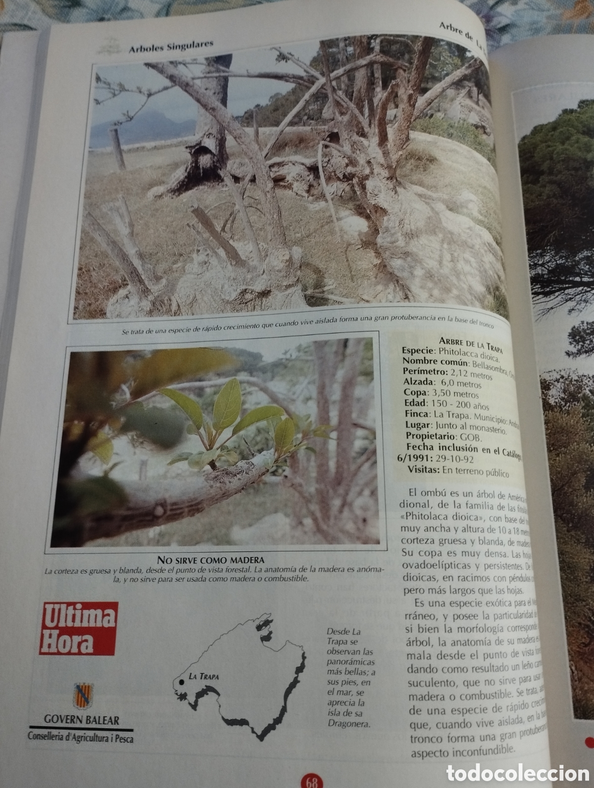Libros de segunda mano: ARBOLES SINGULARES DE BALEARES (PEP ROIG) - Foto 10
