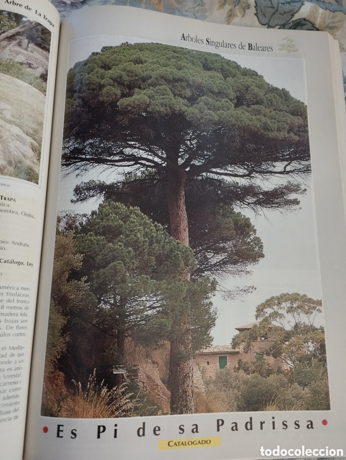 Libros de segunda mano: ARBOLES SINGULARES DE BALEARES (PEP ROIG) - Foto 11