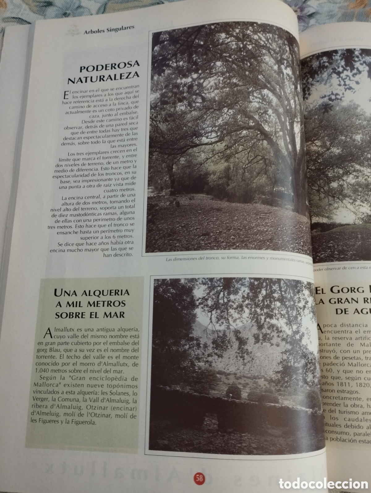 Libros de segunda mano: ARBOLES SINGULARES DE BALEARES (PEP ROIG) - Foto 12