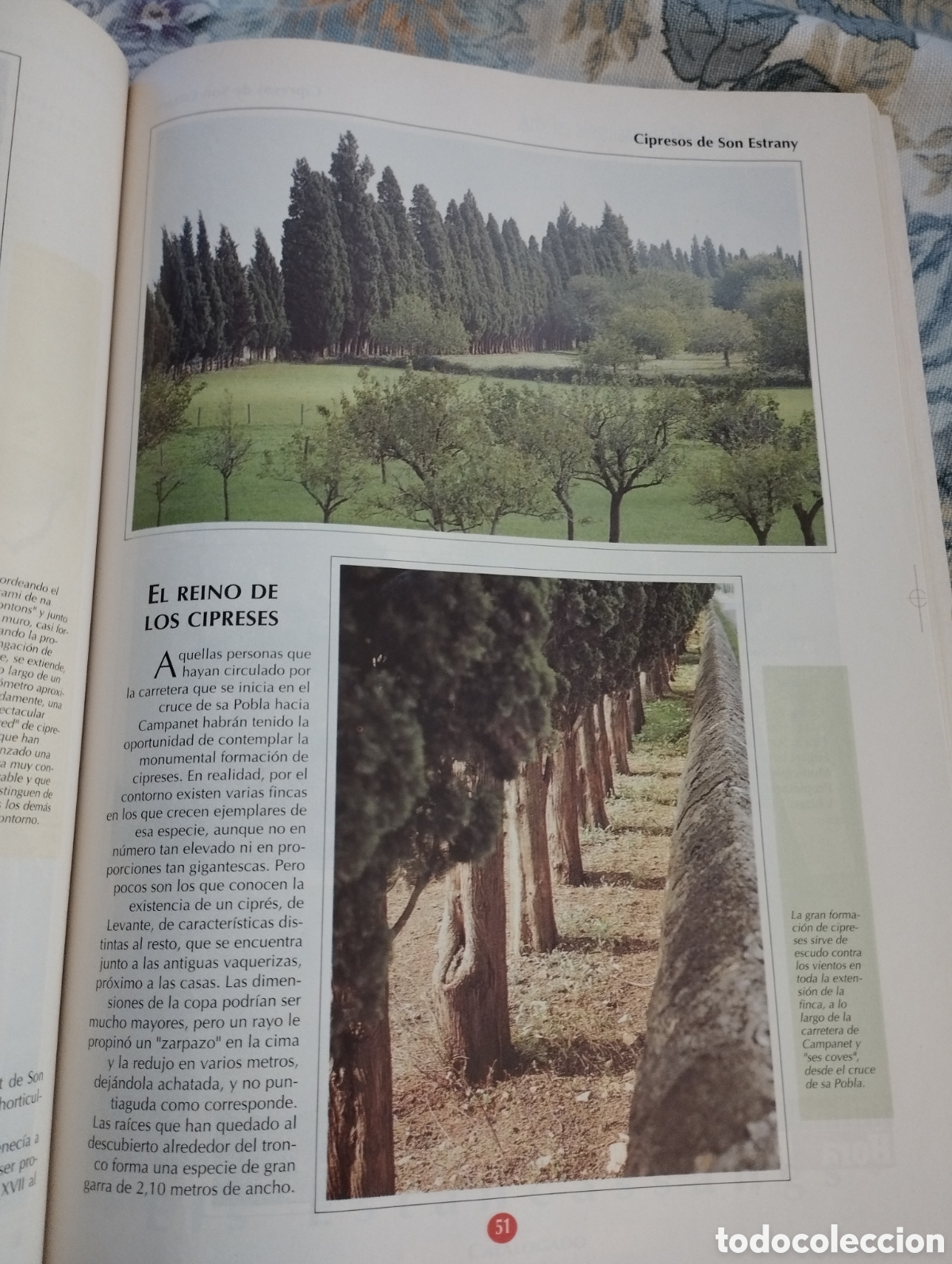 Libros de segunda mano: ARBOLES SINGULARES DE BALEARES (PEP ROIG) - Foto 13