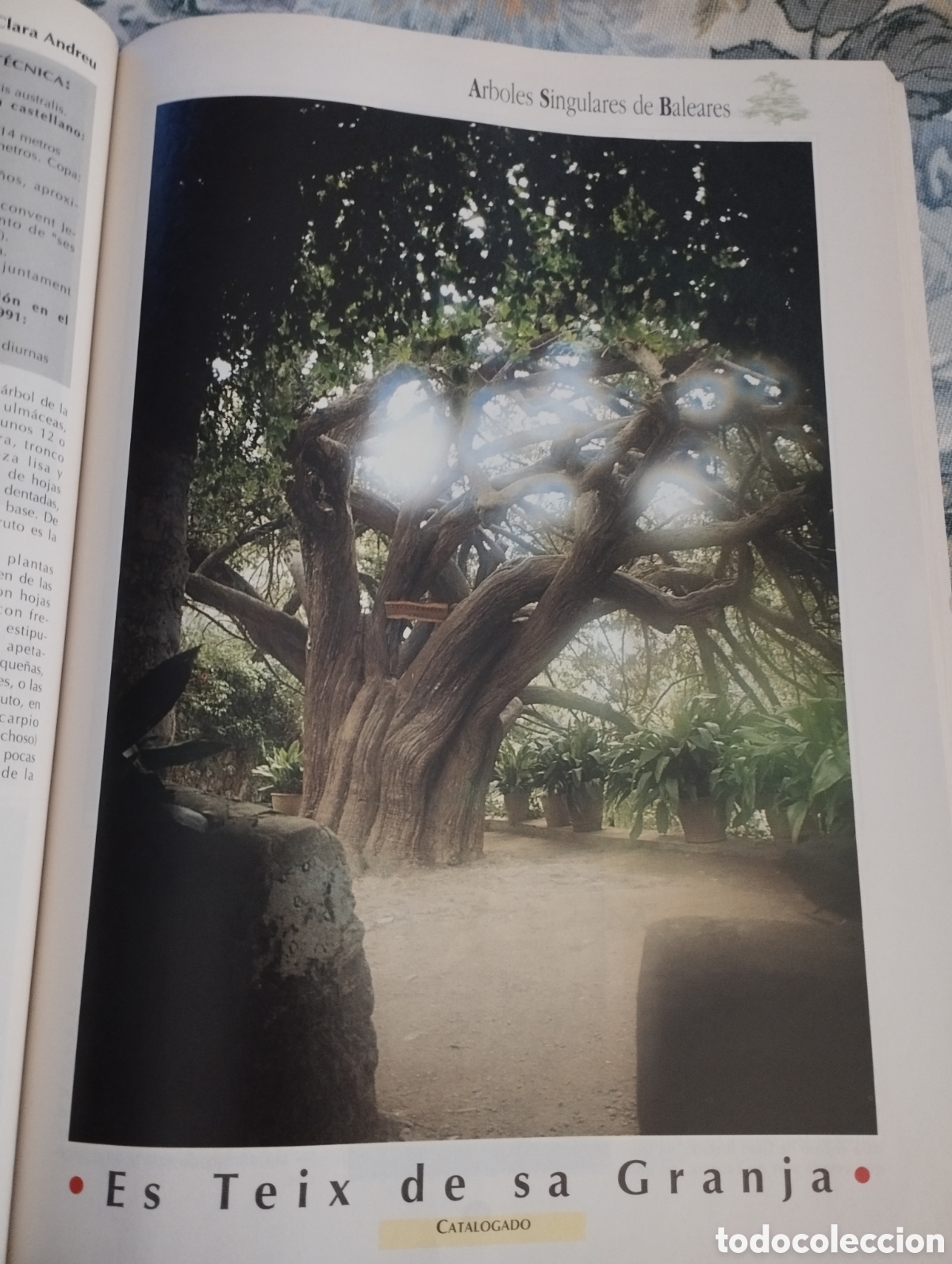 Libros de segunda mano: ARBOLES SINGULARES DE BALEARES (PEP ROIG) - Foto 14