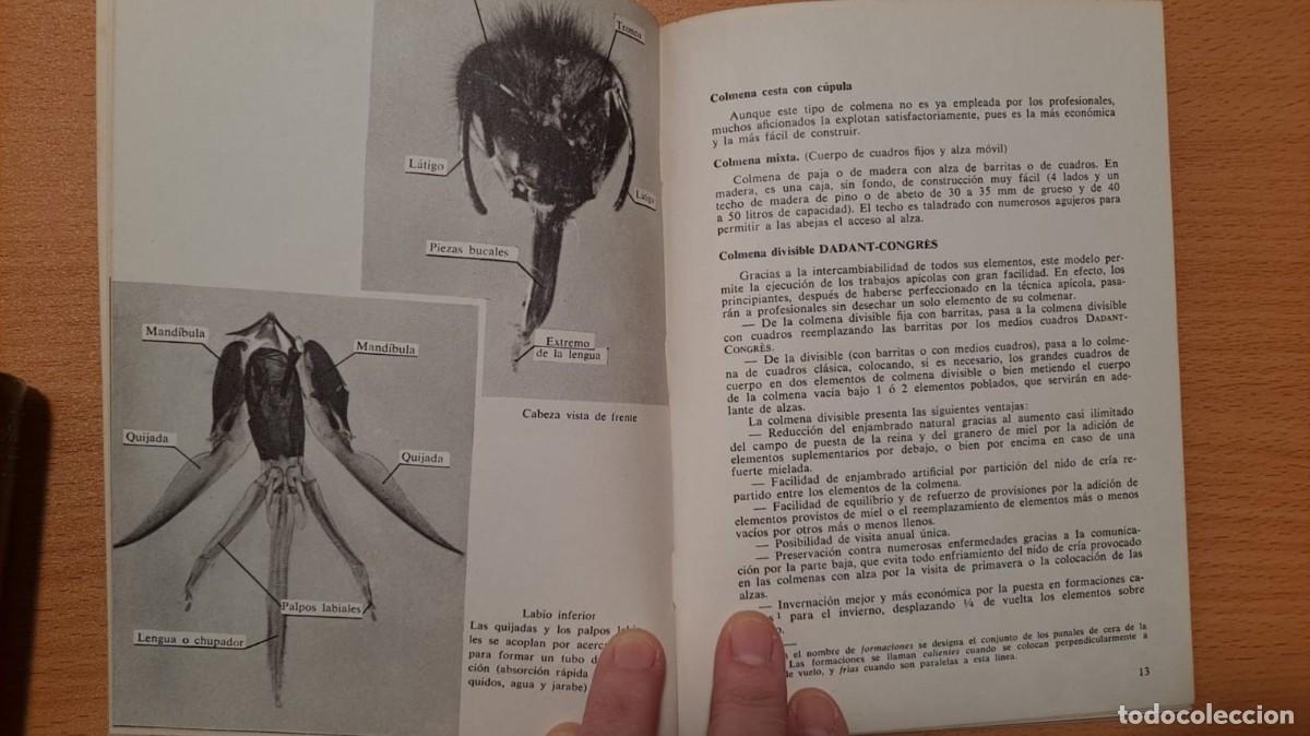 Libros de segunda mano: ABEJAS. &rdquo;MIS AMIGOS LOS ANIMALES&rdquo; - Foto 3