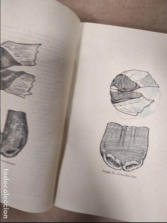 Libros de segunda mano: EXTERIOR DEL CABALLO. JOSE SARAZA MURCIA. - Foto 3