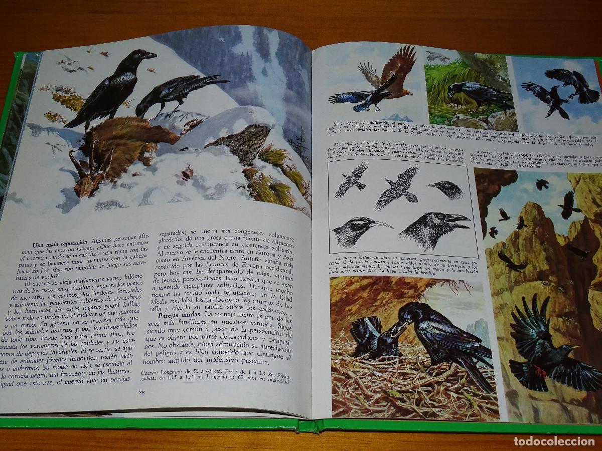 Libros de segunda mano: La vida secreta de los animales en las monta&ntilde;as. - Foto 2