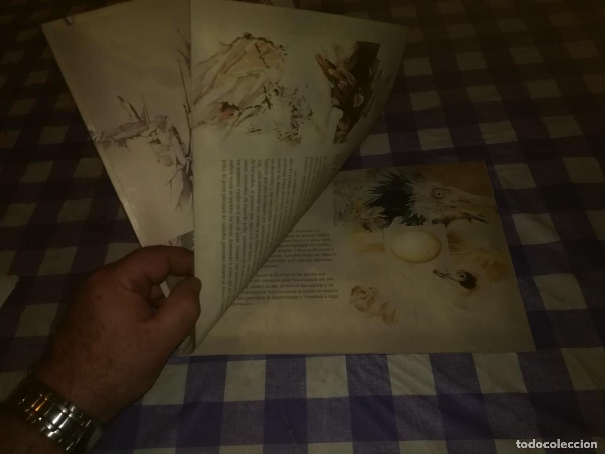 Libros de segunda mano: LA MIRADA DEL QUEBRANTAHUESOS / / CJA 202 - Foto 7