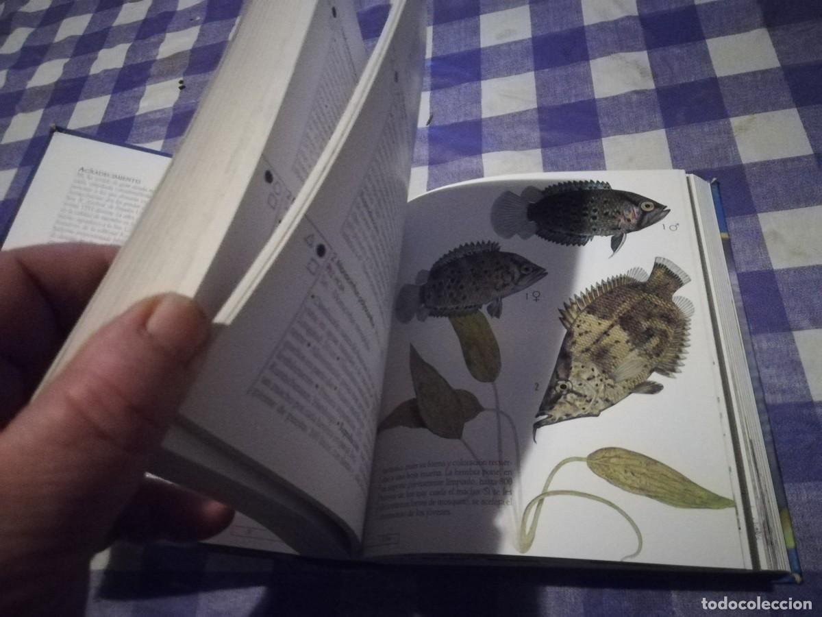 Libros de segunda mano: PECES DE ACUARIO / IVAN PETROVICKY / CJA 202 / TIKAL - Foto 10