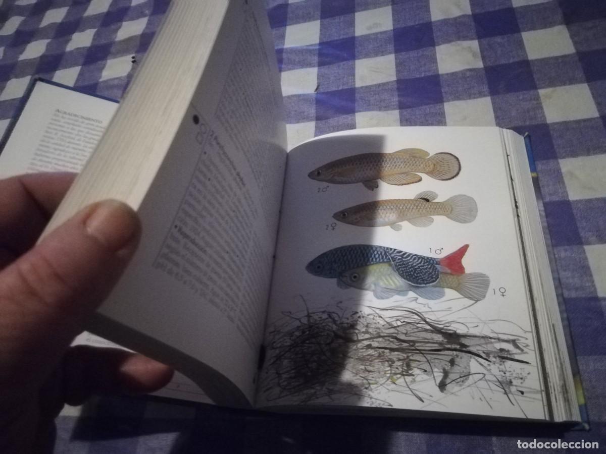 Libros de segunda mano: PECES DE ACUARIO / IVAN PETROVICKY / CJA 202 / TIKAL - Foto 11