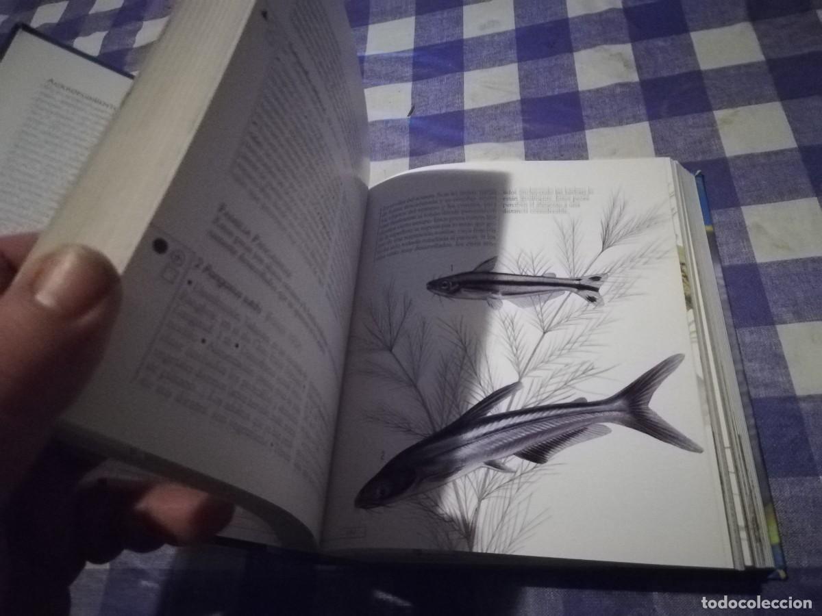 Libros de segunda mano: PECES DE ACUARIO / IVAN PETROVICKY / CJA 202 / TIKAL - Foto 12