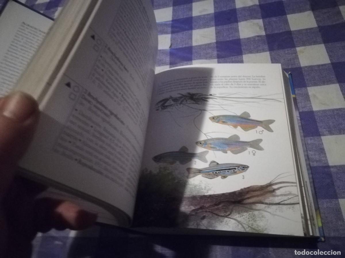 Libros de segunda mano: PECES DE ACUARIO / IVAN PETROVICKY / CJA 202 / TIKAL - Foto 13