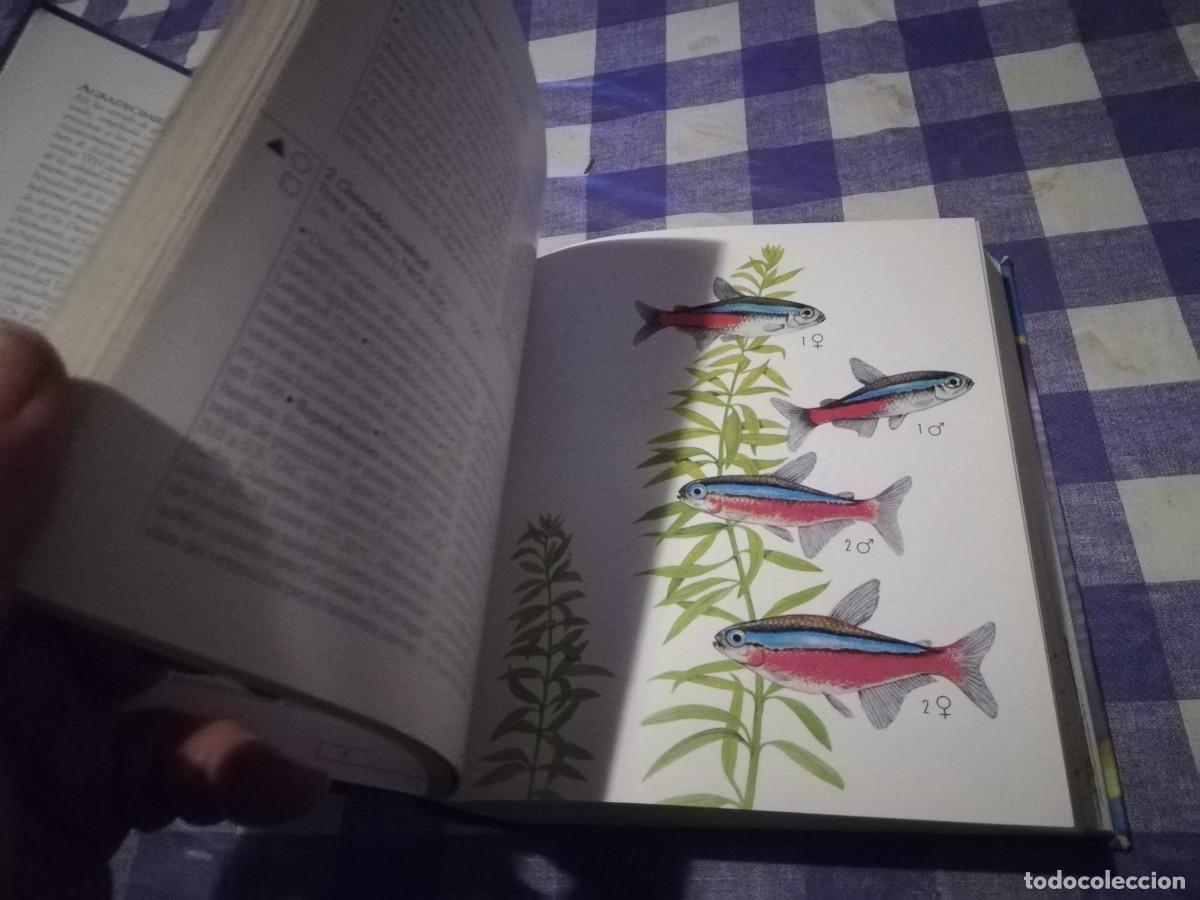 Libros de segunda mano: PECES DE ACUARIO / IVAN PETROVICKY / CJA 202 / TIKAL - Foto 14