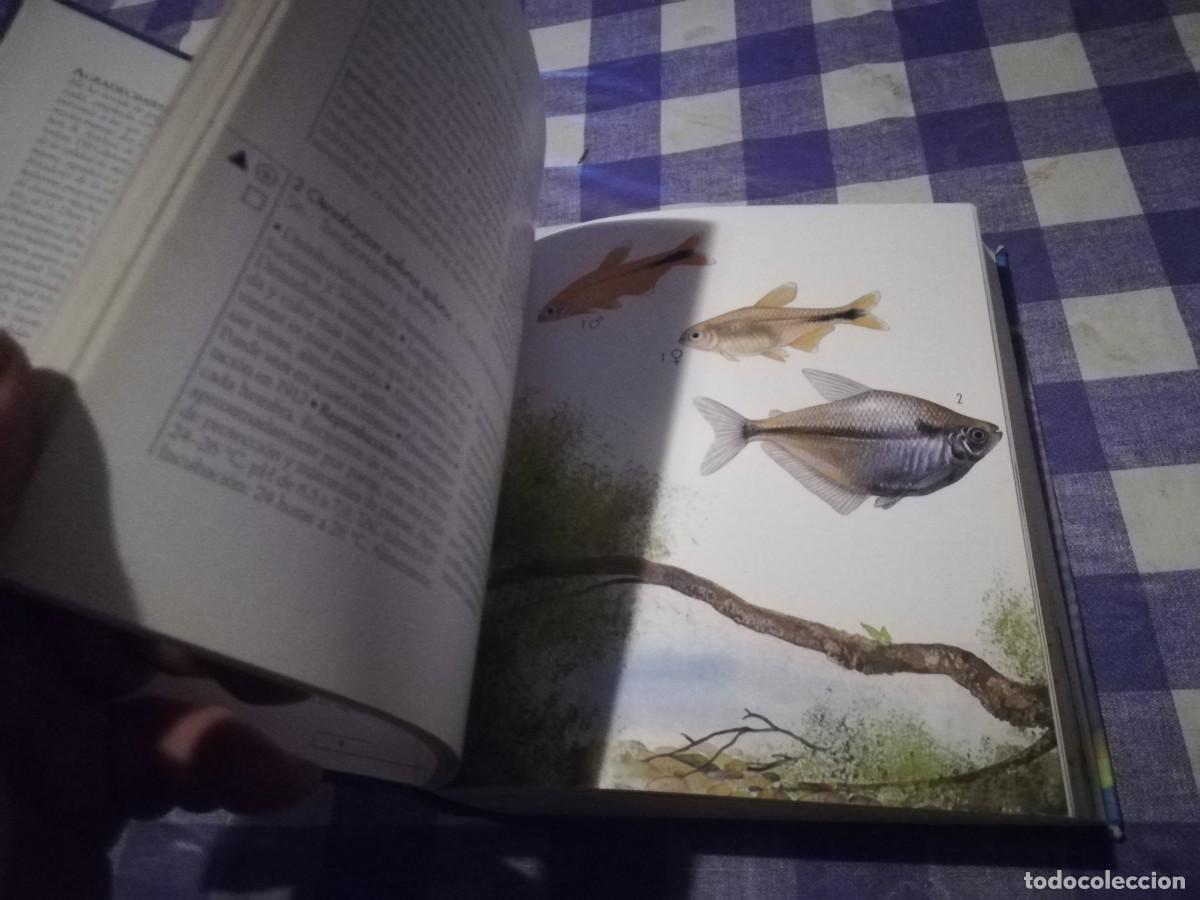 Libros de segunda mano: PECES DE ACUARIO / IVAN PETROVICKY / CJA 202 / TIKAL - Foto 15
