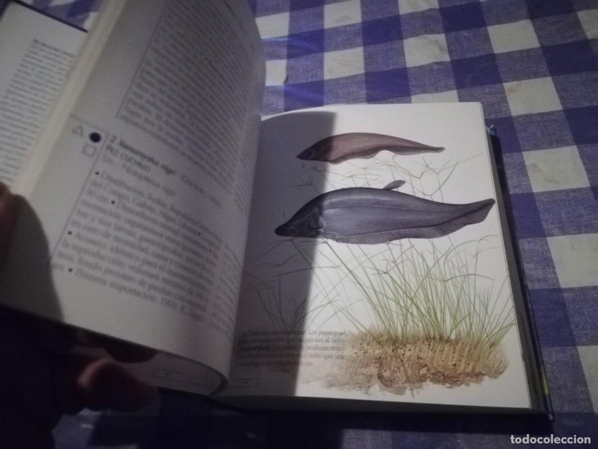 Libros de segunda mano: PECES DE ACUARIO / IVAN PETROVICKY / CJA 202 / TIKAL - Foto 16