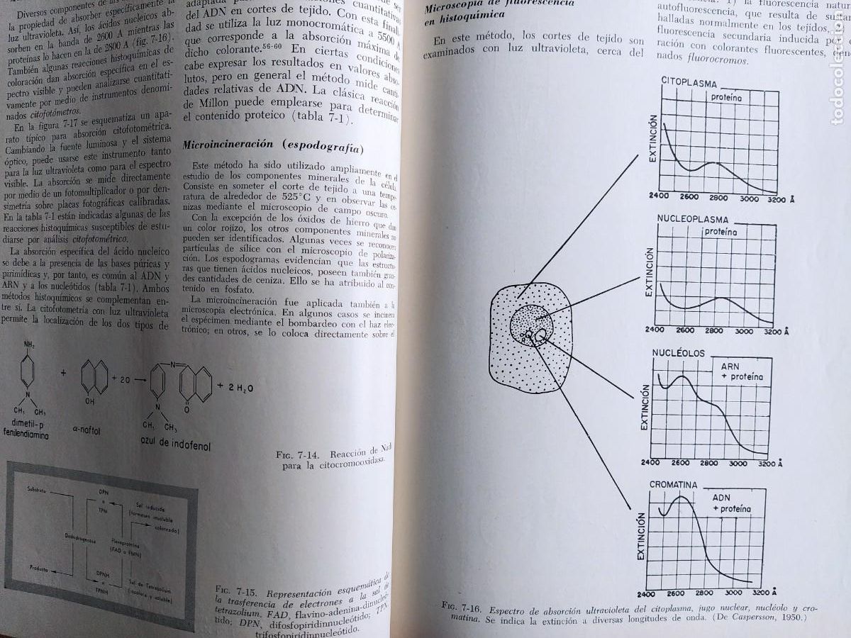 Libros de segunda mano: Biolog&iacute;a Celular. Robertis. Nowinski. Saez. Octava edici&oacute;n - Foto 3