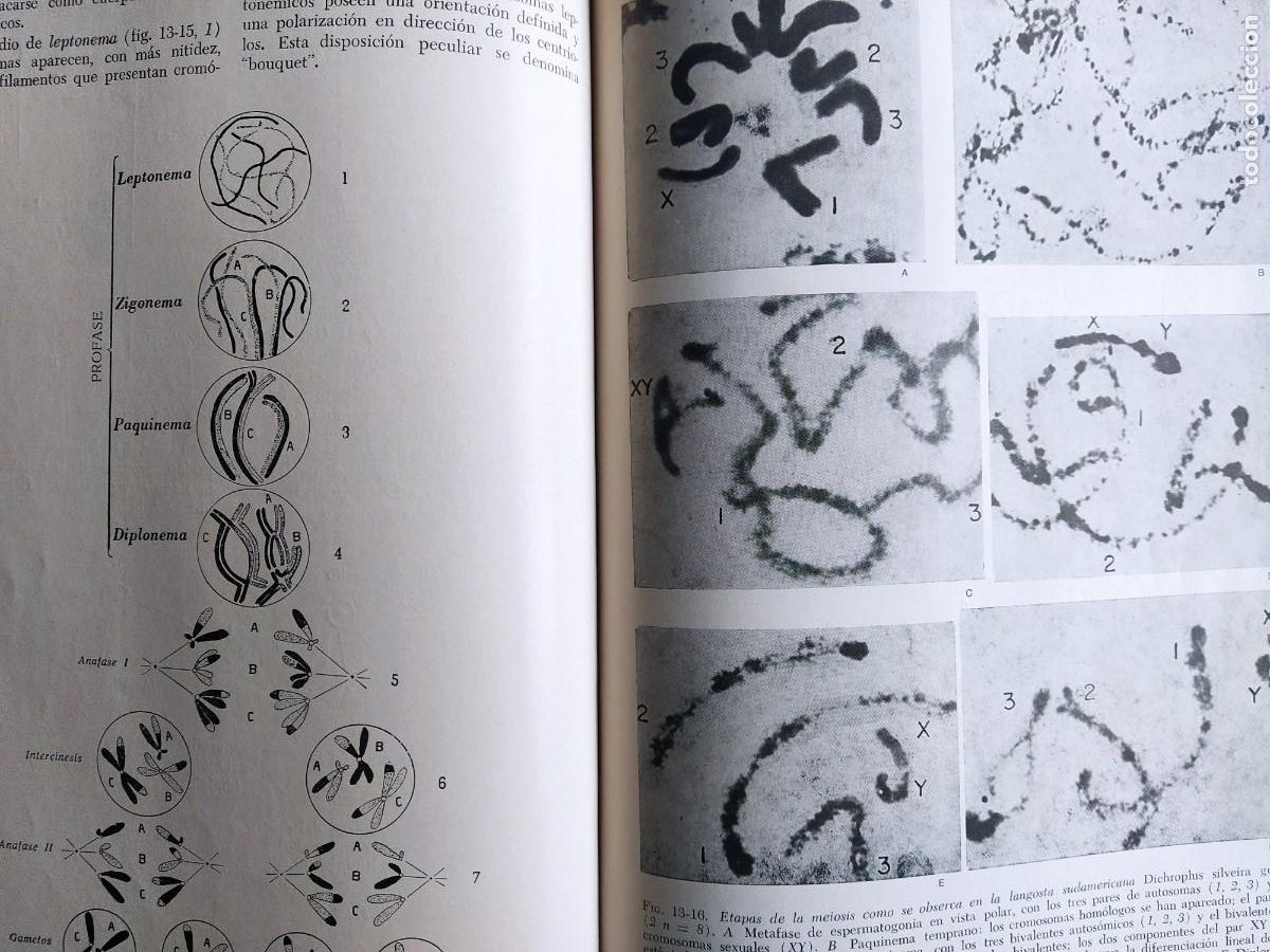 Libros de segunda mano: Biolog&iacute;a Celular. Robertis. Nowinski. Saez. Octava edici&oacute;n - Foto 4