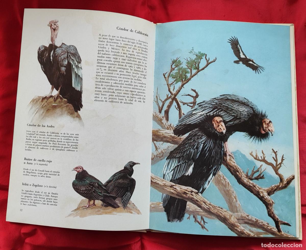 Libros de segunda mano: P&Aacute;JAROS DE AM&Eacute;RICA, OCEAN&Iacute;A Y LA ANT&Aacute;RTIDA. - Foto 3