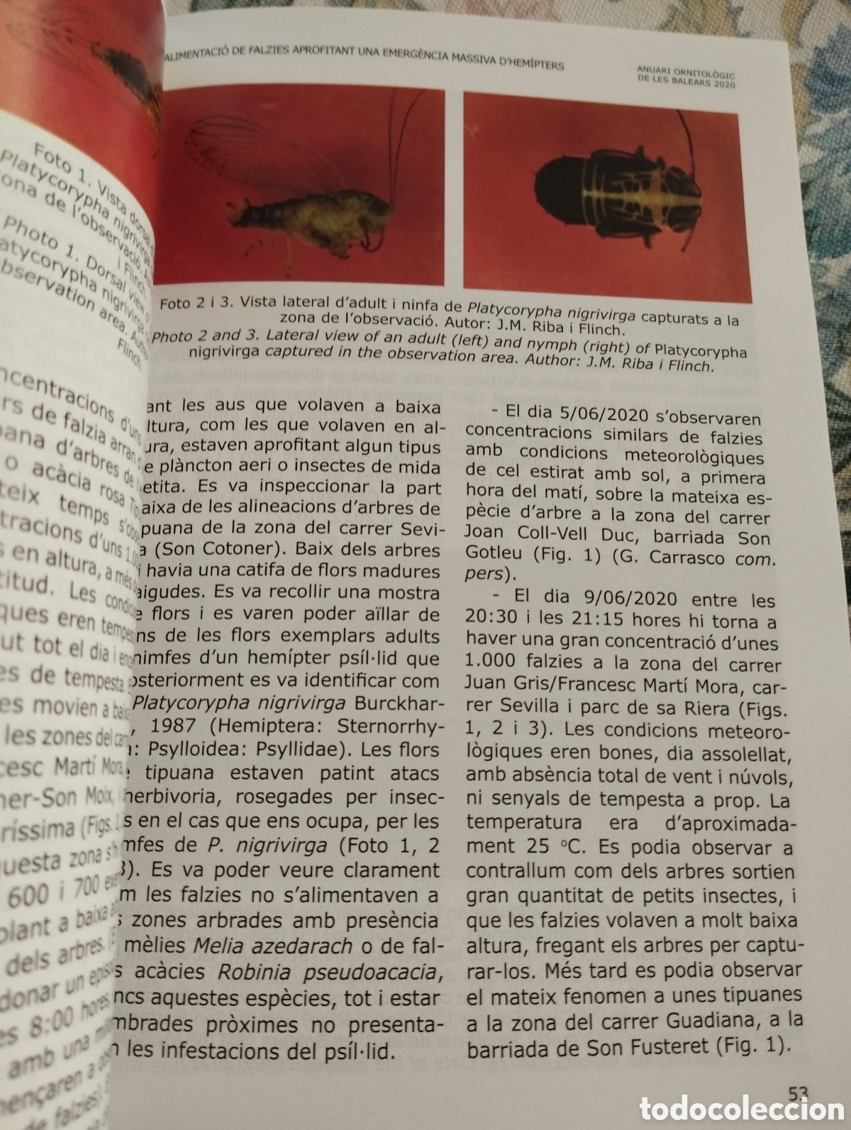 Libros de segunda mano: ANUARI ORNITOL&Ograve;GIC DE LES BALEARS, ANY 2020. VOLUM 35 - Foto 5