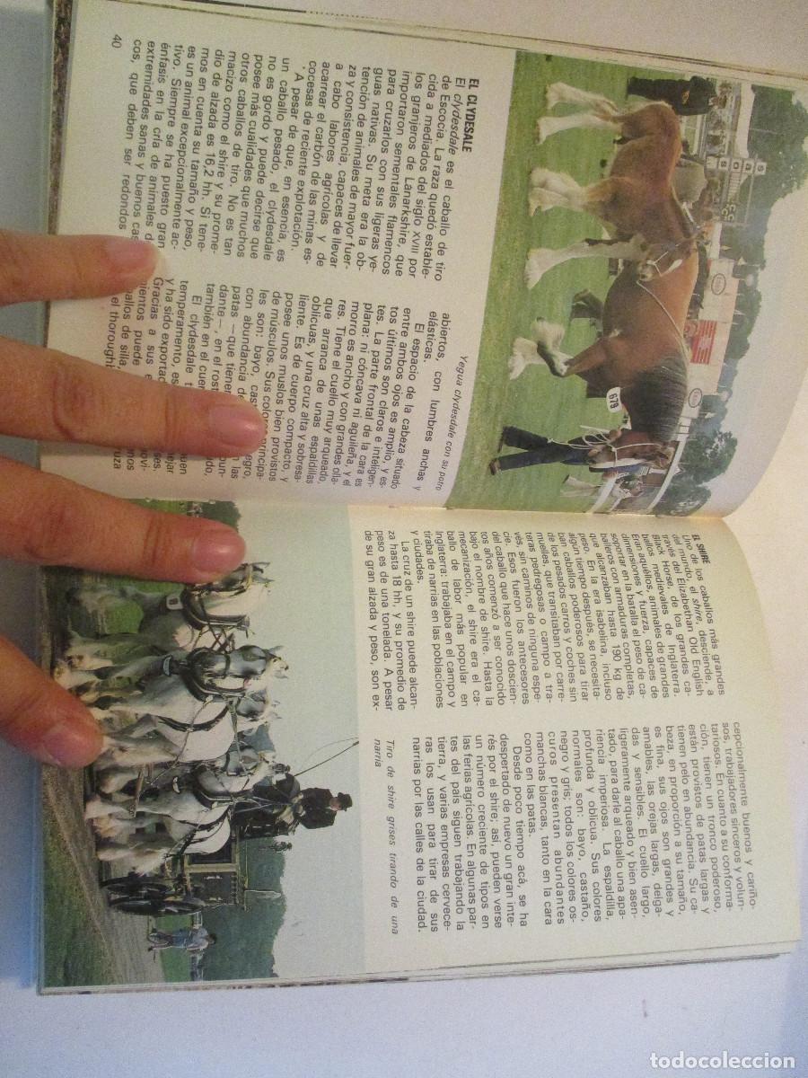 Libros de segunda mano: GEORGIR HENSCHEL Los caballos y ponys W24395 - Foto 3
