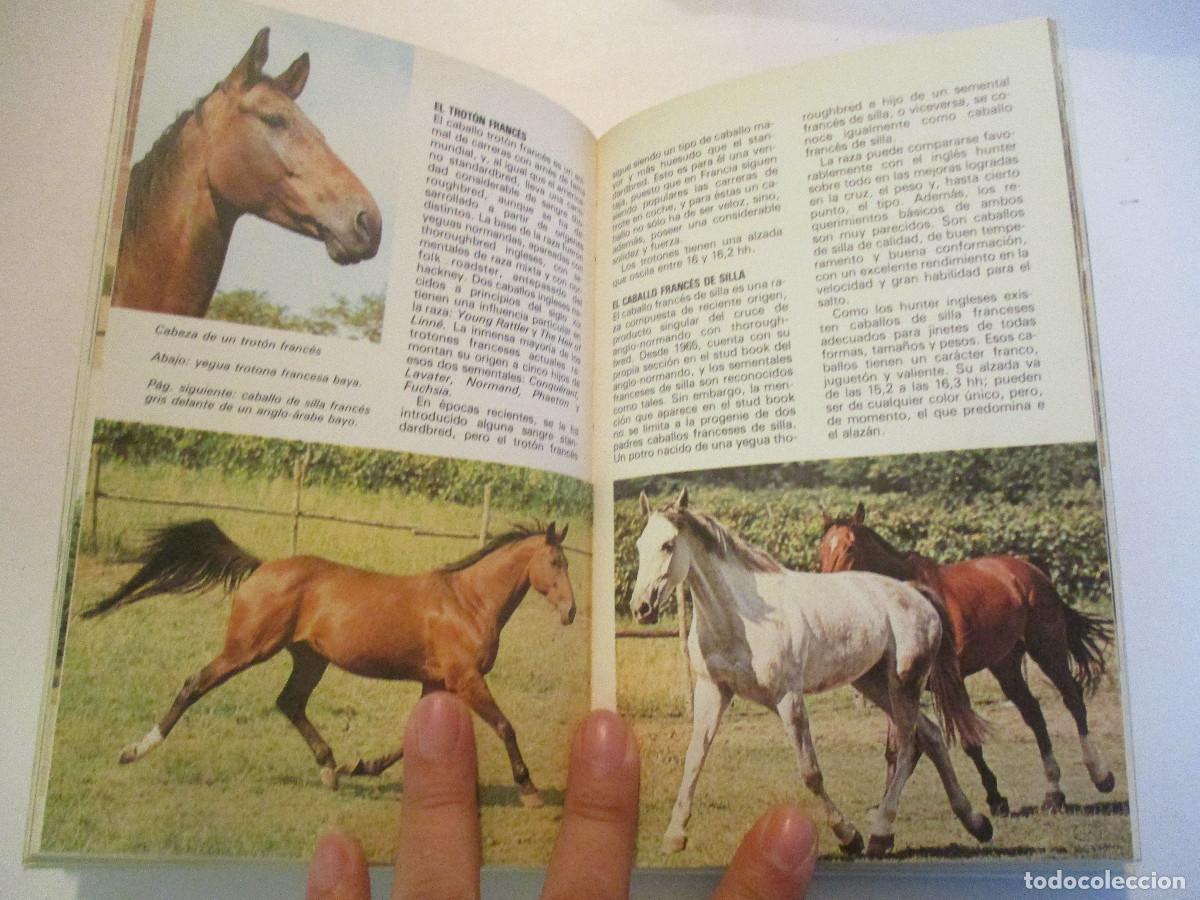 Libros de segunda mano: GEORGIR HENSCHEL Los caballos y ponys W24395 - Foto 4
