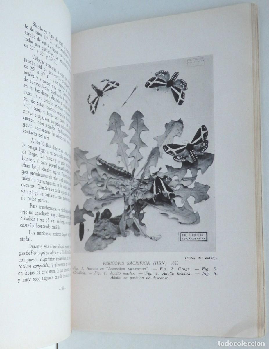 Libros de segunda mano: Fernando BOURQUIN - MARIPOSAS ARGENTINAS &ndash; Buenos Aires 1945 - Foto 3