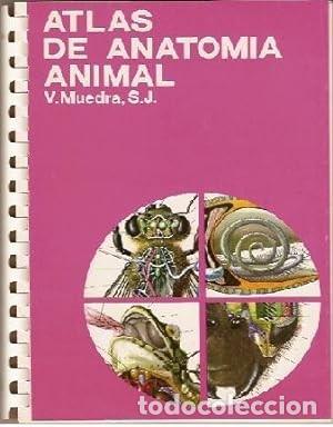 Libros de segunda mano: Atlas de Anatomia Animal. V. Muedra - Foto 1