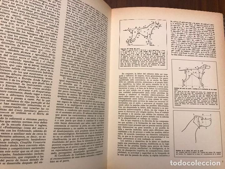 Libros de segunda mano: PERROS DE CAZA EDITORIAL , INTITUTO GEOGR&Aacute;FICO TEIDE , EDITORIAL TEIDE - Foto 2
