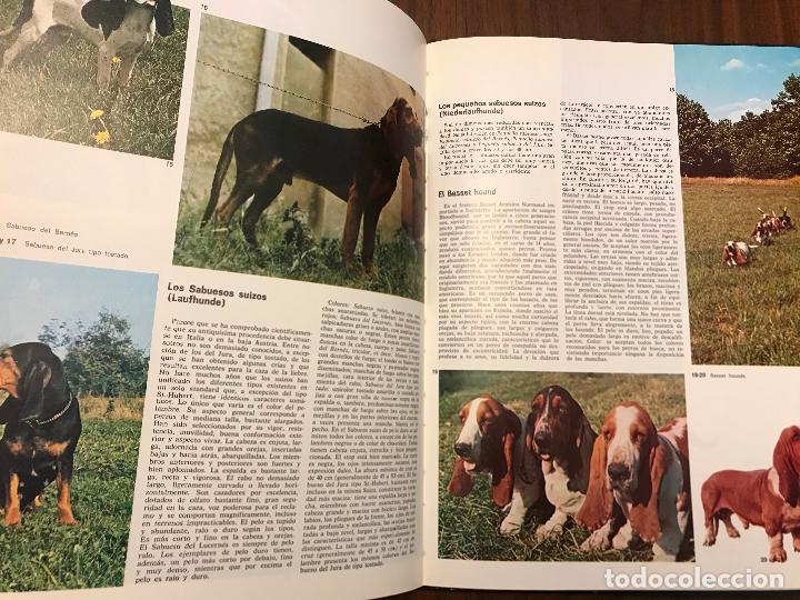 Libros de segunda mano: PERROS DE CAZA EDITORIAL , INTITUTO GEOGR&Aacute;FICO TEIDE , EDITORIAL TEIDE - Foto 3