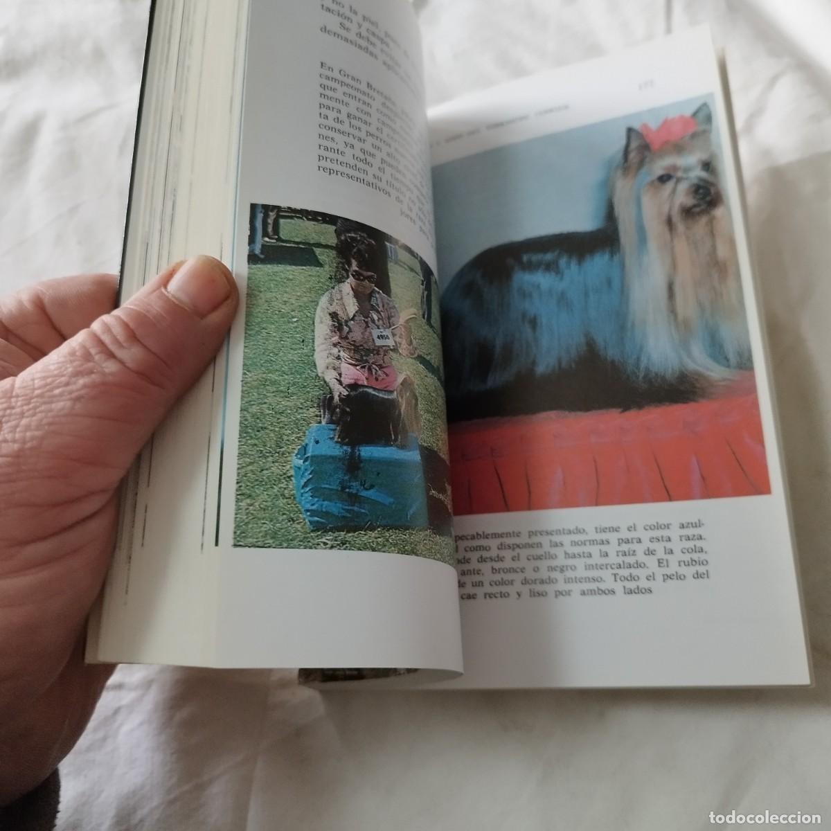 Libros de segunda mano: YORKSHIRE TERRIERS / K DONETLY / EVA104 / HISPANO EUROPEA - Foto 8