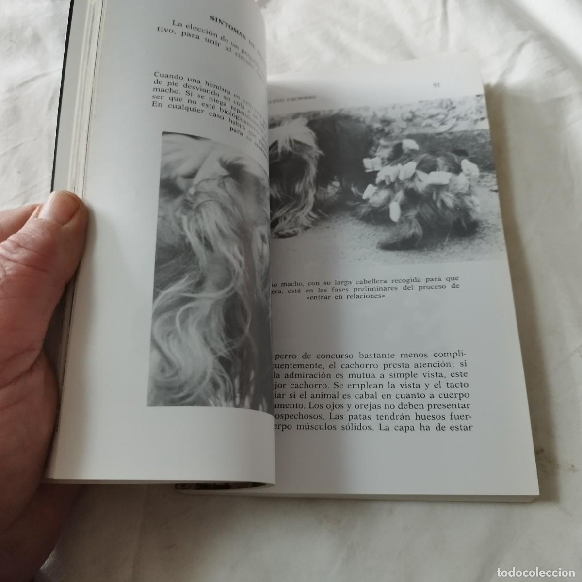Libros de segunda mano: YORKSHIRE TERRIERS / K DONETLY / EVA104 / HISPANO EUROPEA - Foto 12