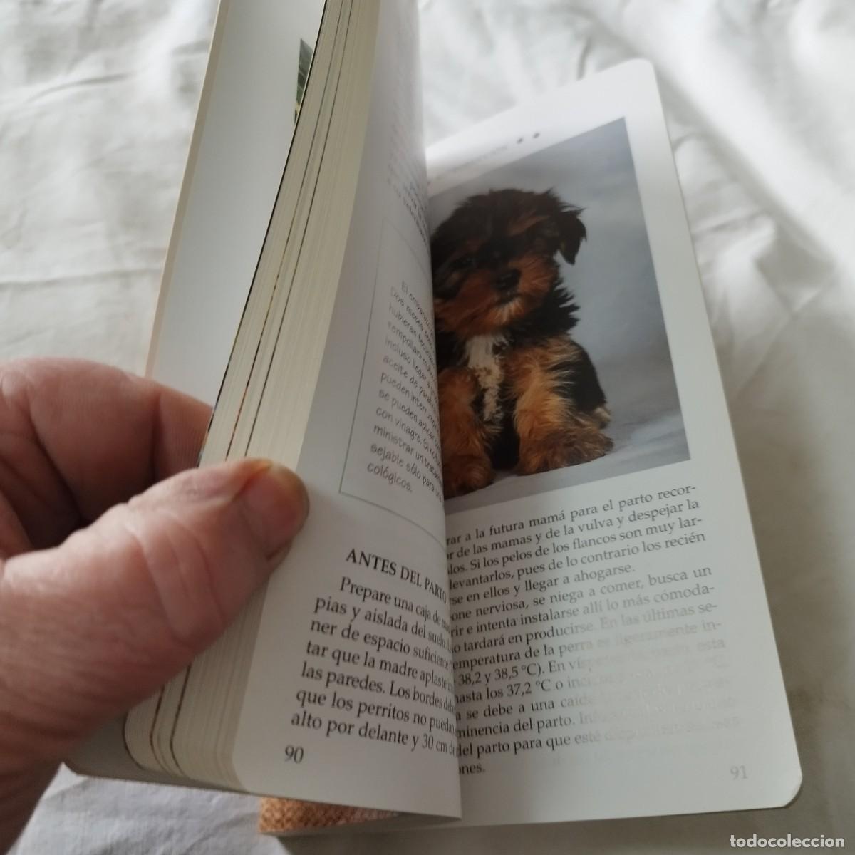 Libros de segunda mano: EL YORKSHIRE / HUBERT, KLEIN / EVA104 / SUSAETA - Foto 8