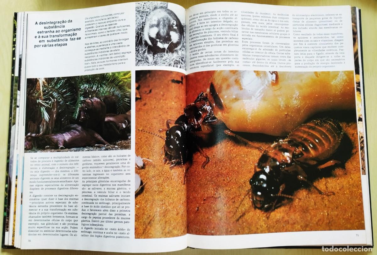 Libros de segunda mano: Animais: formas e ambiente de Dietmar Todt - Foto 6