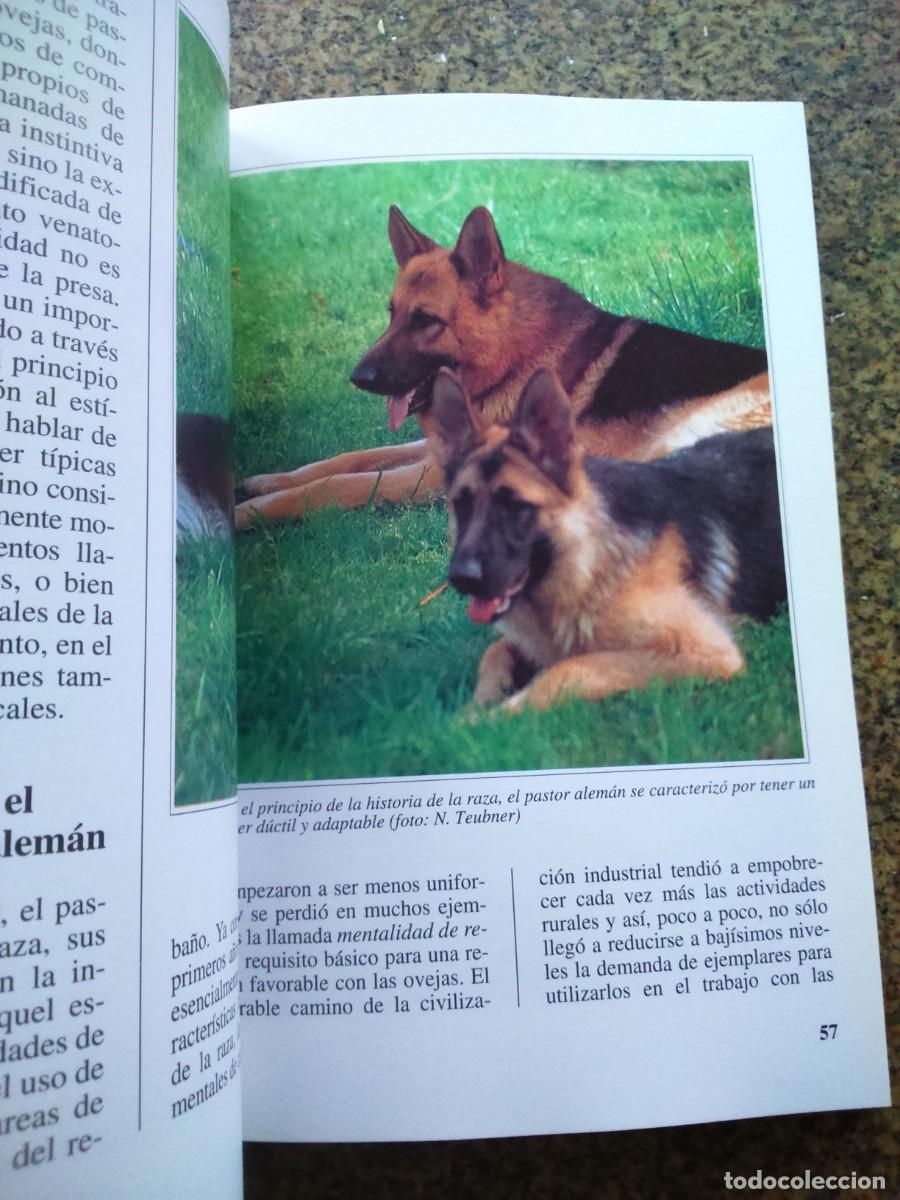 Libros de segunda mano: EL PASTOR ALEMAN -- GIORGIO TEICH -- DE VECCHI 1995 -- - Foto 2