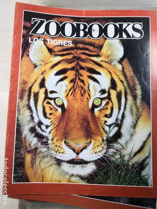 Libros de segunda mano: LOS TIGRES ZOOBOOKS-PORTES 4,99 - Foto 2