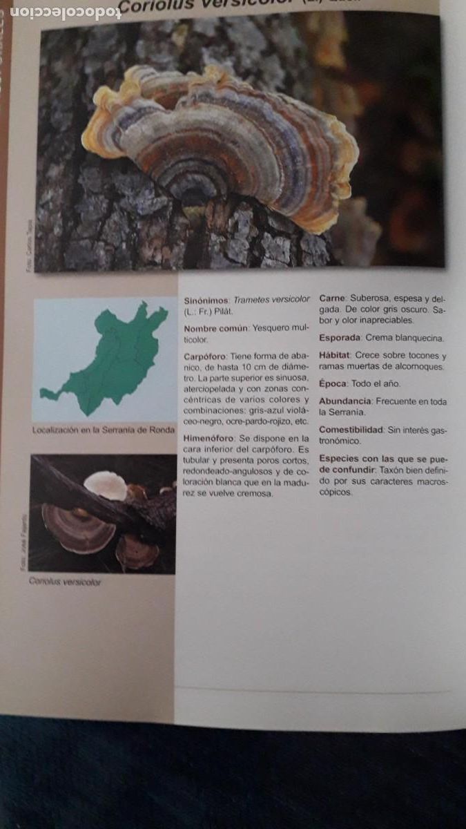 Libros de segunda mano: SETAS DE LA SERRANIA DE RONDA Y DE LA SSIERRA DE GRAZALEMA - Foto 2