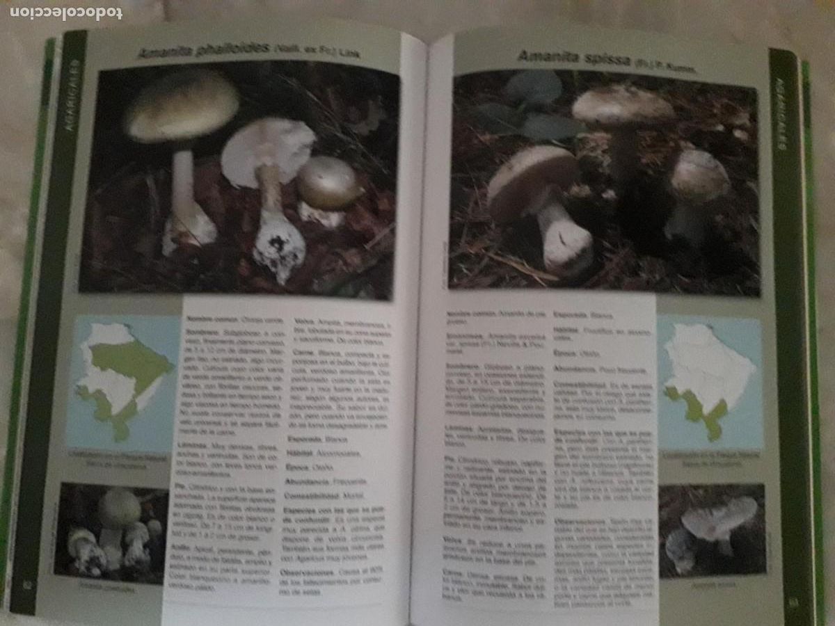 Libros de segunda mano: SETAS DE LA SERRANIA DE RONDA Y DE LA SSIERRA DE GRAZALEMA - Foto 3
