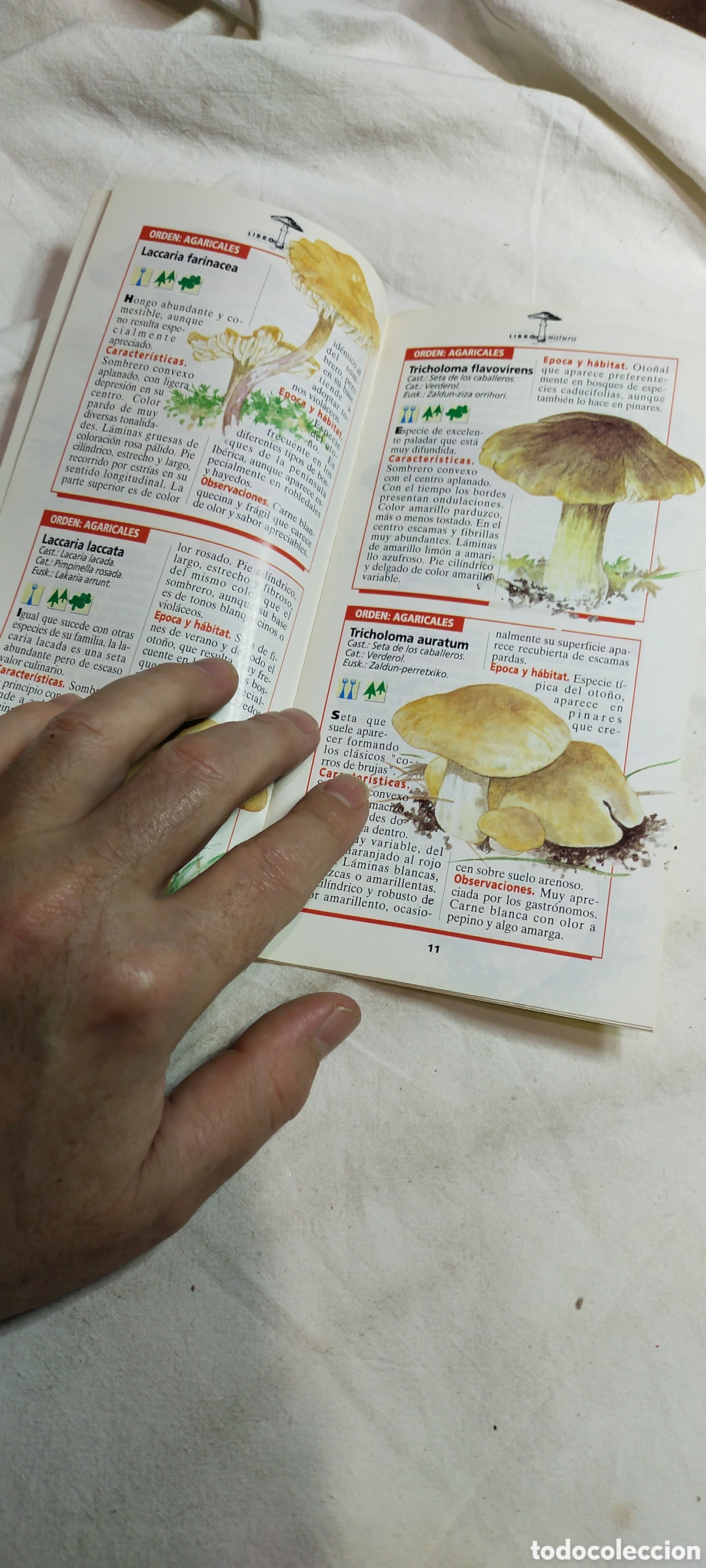 Libros de segunda mano: Gu&iacute;a de campo de las setas. Libro natura - Foto 3