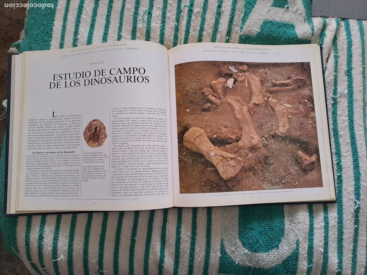 Libros de segunda mano: Tras las Huellas de los Dinosauros - Foto 3