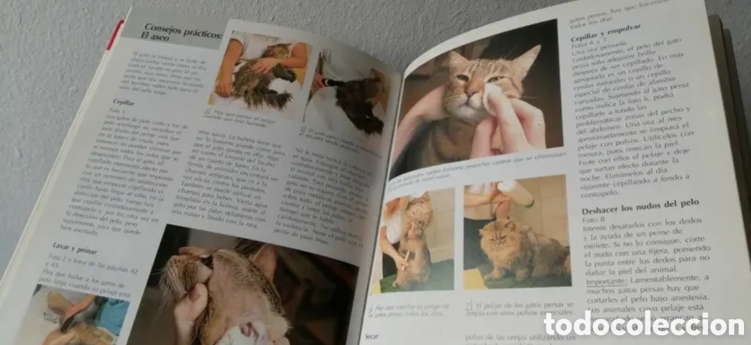 Libros de segunda mano: Todo sobre tu gato Manual pr&aacute;ctico C&iacute;rculo de lectores - Foto 6