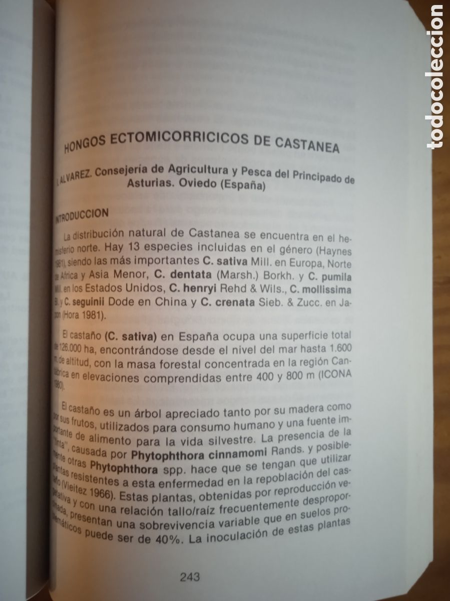 Libros de segunda mano: Congreso Internacional sobre el Casta&ntilde;o. - Foto 9