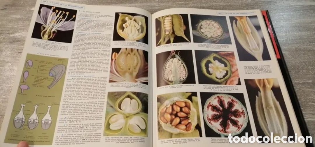 Libros de segunda mano: La vida de las plantas Argos Volumen 11 - Foto 5