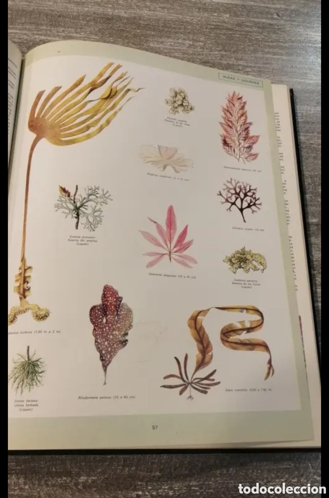 Libros de segunda mano: La vida de las plantas Argos Volumen 11 - Foto 10
