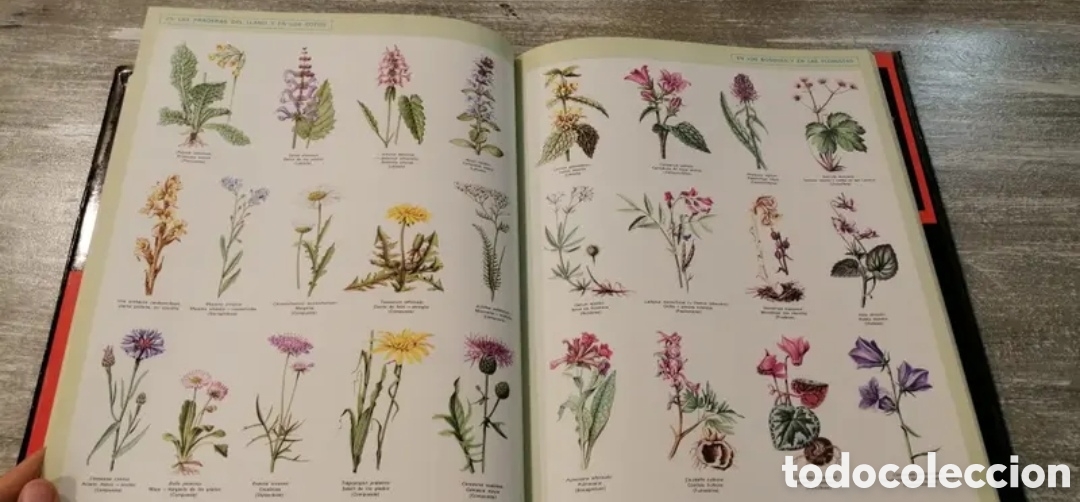 Libros de segunda mano: La vida de las plantas Argos Volumen 11 - Foto 1