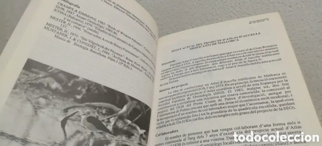 Libros de segunda mano: Anuari Ornitol&ograve;gic de les Balears Edici&oacute; 1989. GOB. Aus cens - Foto 6