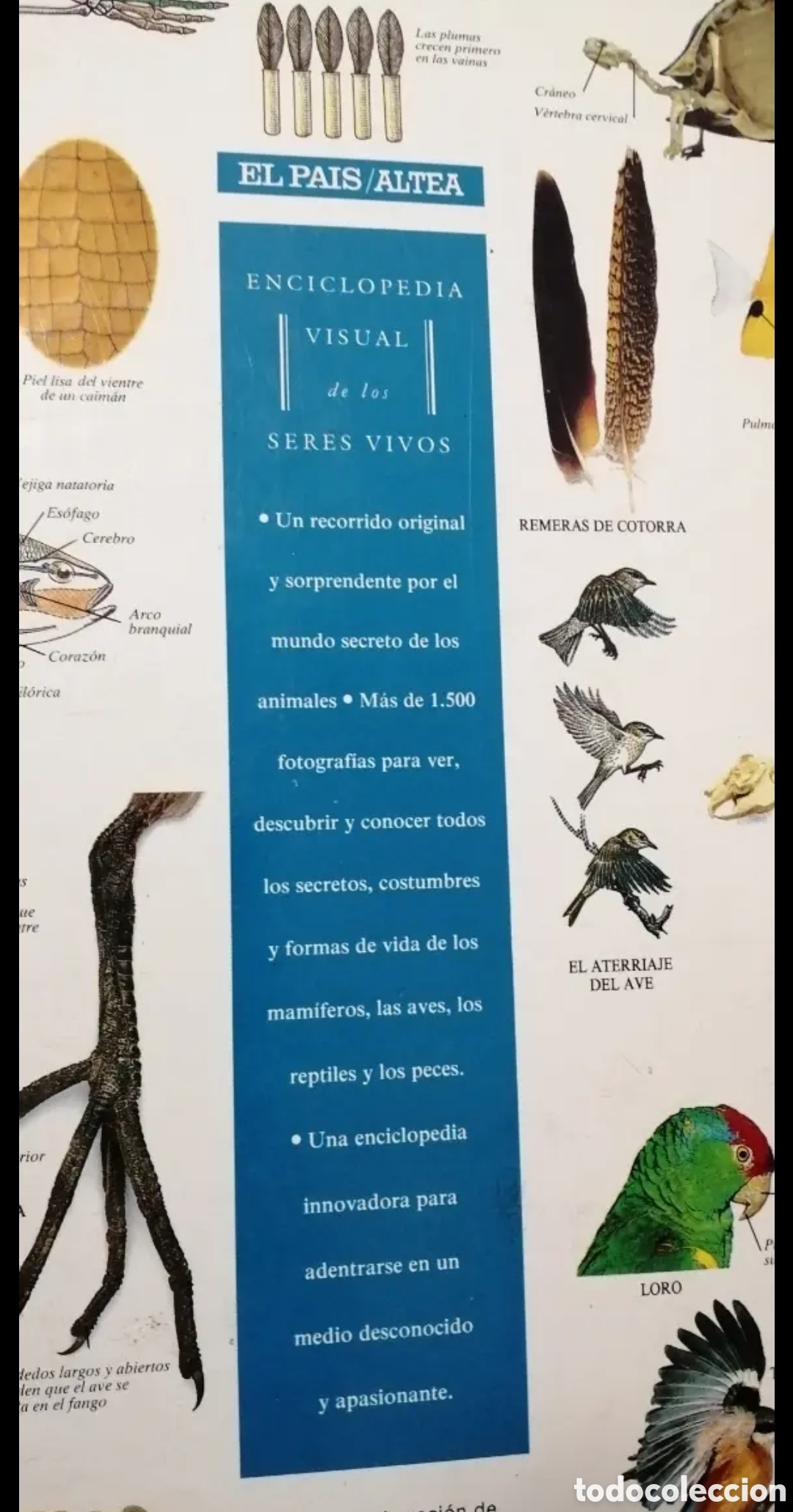 Libros de segunda mano: Enciclopedia visual de los seres vivos Tomo II. - Foto 2