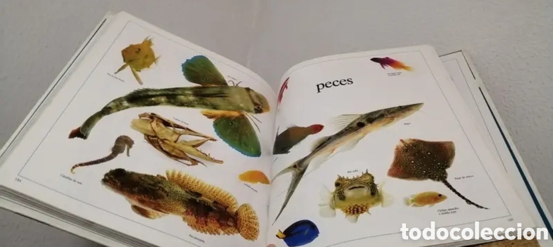 Libros de segunda mano: Enciclopedia visual de los seres vivos Tomo II. - Foto 10