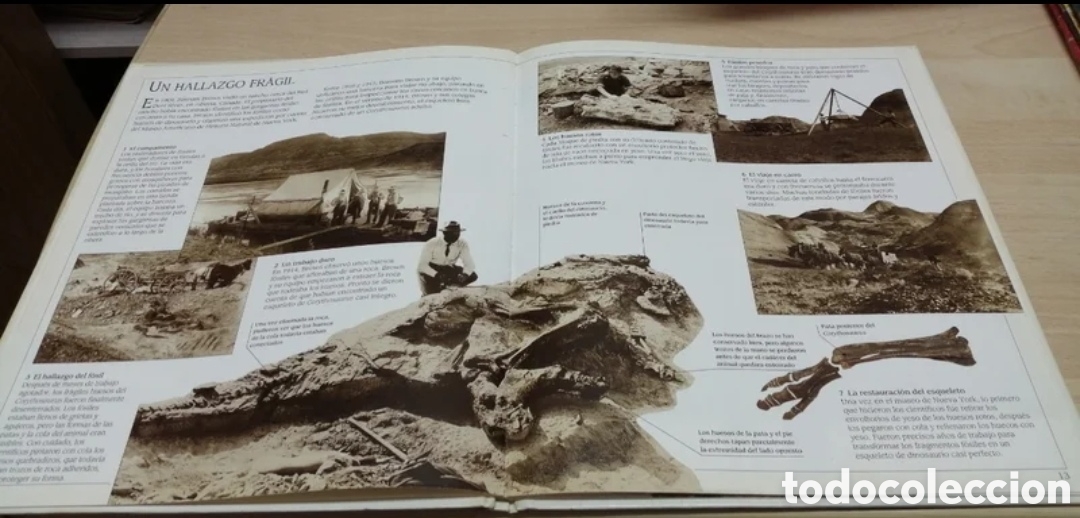 Libros de segunda mano: Corythosaurus Dinosaurio con cresta Plaza Joven 1993 - Foto 6